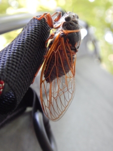 A cicada hitches a lift on Marco's bike