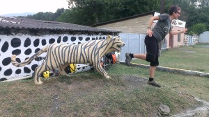 Although we didn’t spot any the African penguins from Tbilisi zoo that apparently made it to the Azeri border, we think we may have found one of their tigers